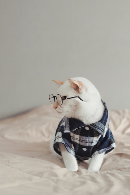 Portrait of White Cat wearing glasses