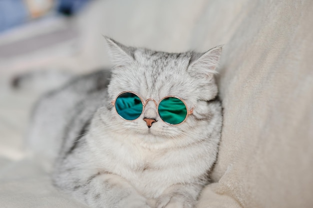 Portrait of White Cat wearing glassespet fashion conceptWhite cat lying on bed