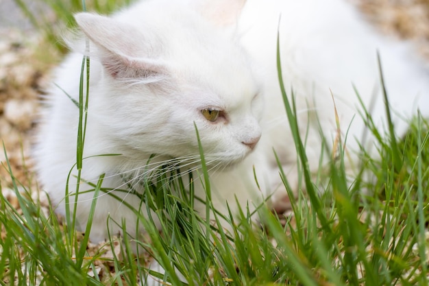 Ritratto di gatto bianco con occhi verdi seduto in erba verde ora estivacarino gattino sta riposandorilassati