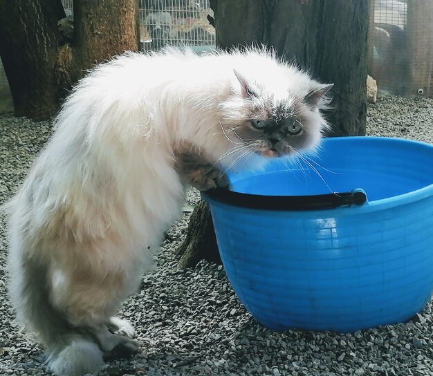 Portrait of white cat in yard