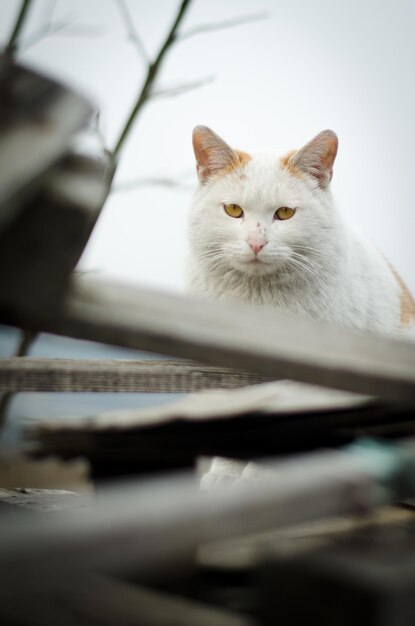 Portrait of white cat