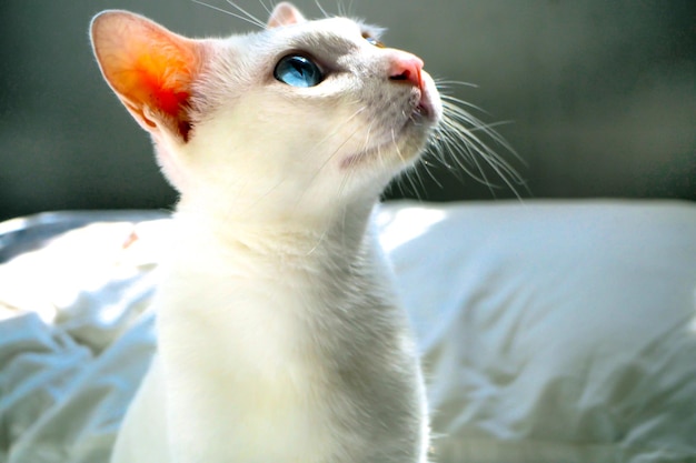 portrait of white cat