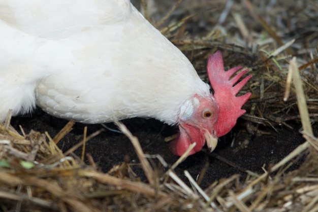 Portrait of a white chicken outdoor in the straw