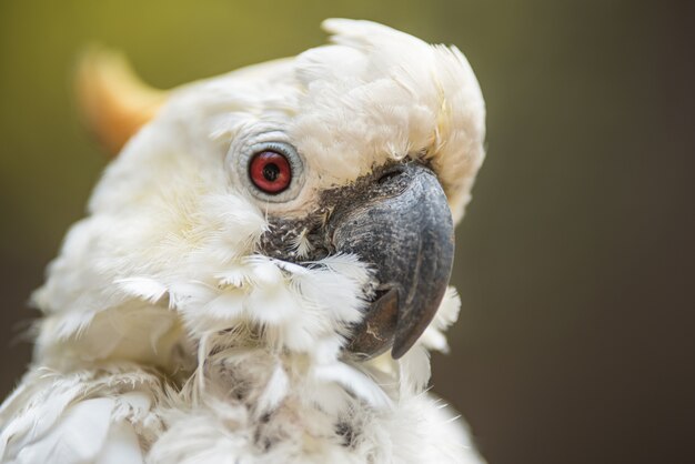 Photo portrait of white cockatoo, sulphur-crested cockatoo