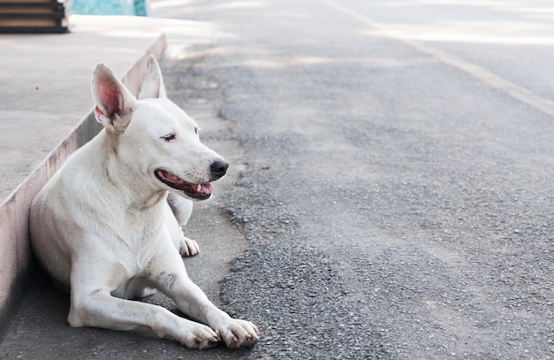 地面に横たわっている白いかわいい犬の肖像画