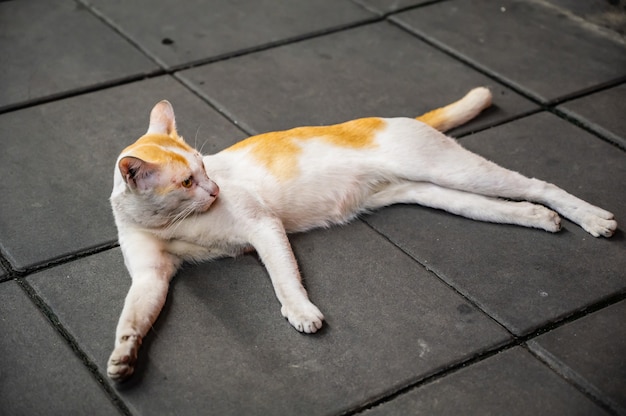 Portrait white Cutie cat on the dirty street at thailand