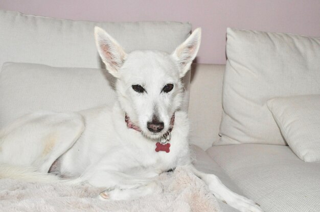 Portrait of white dog on bed at home