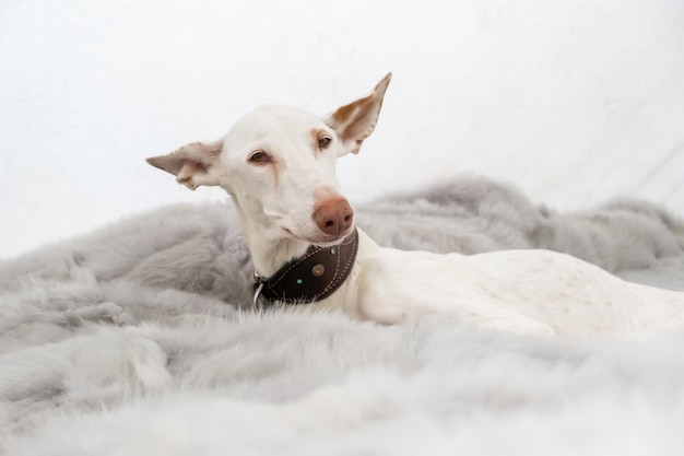 Portrait of a white dog breed Podenco Ibizanco or Ibizan Hound