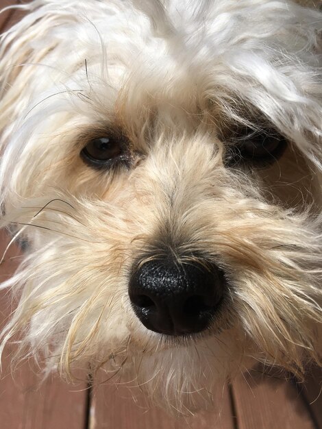 Photo portrait of white dog at home