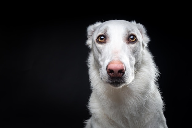 孤立した黒い背景の上の白い犬の肖像画