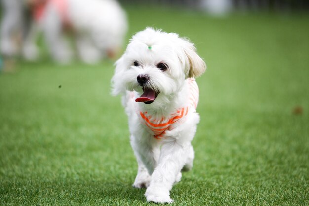 Portrait of white dog running on grass