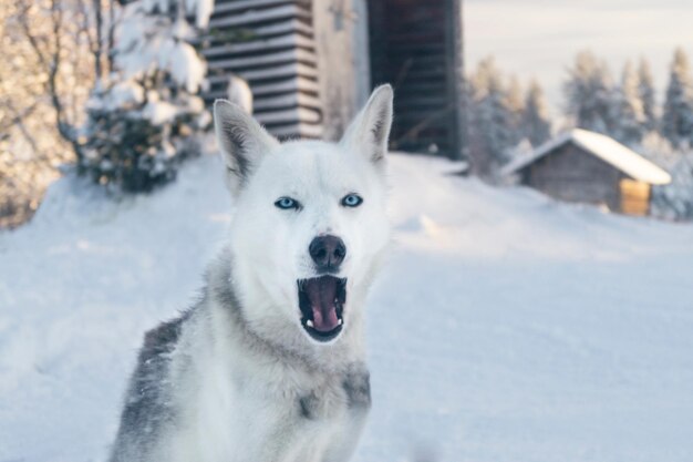 Portrait of white dog in snow