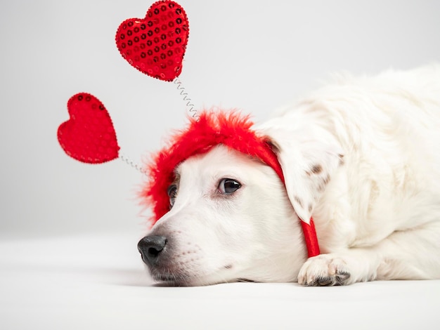 彼の頭にハートを持つ白い犬の肖像バレンタインデーのコンセプトおめでとう愛とロマンス