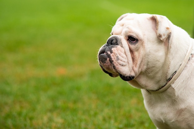 Portrait white dog with interesting eyes outdoors