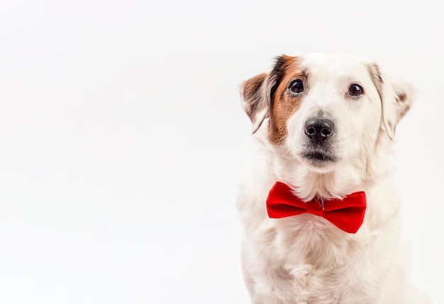 Portrait of a white dog with a red butterfly The photo can be used for flyers calendars bannersThere is room for text