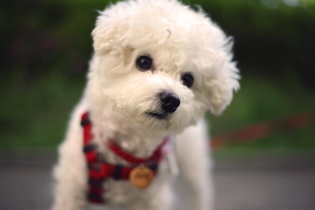 Photo portrait of white dog