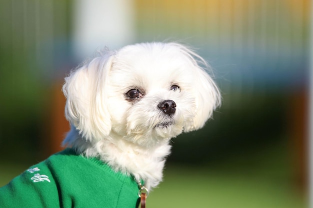 Foto ritratto di un cane bianco