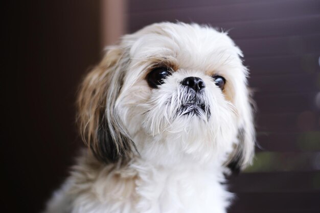 Foto ritratto di un cane bianco