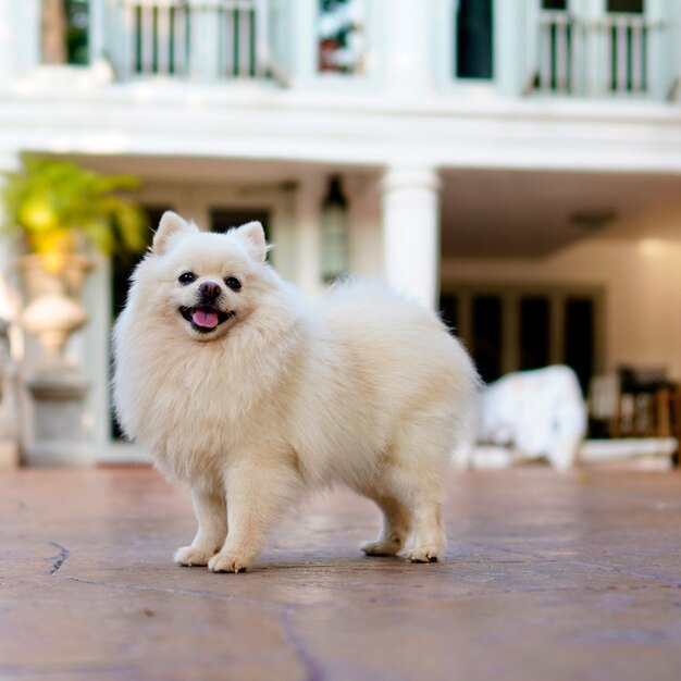 Photo portrait of white dog