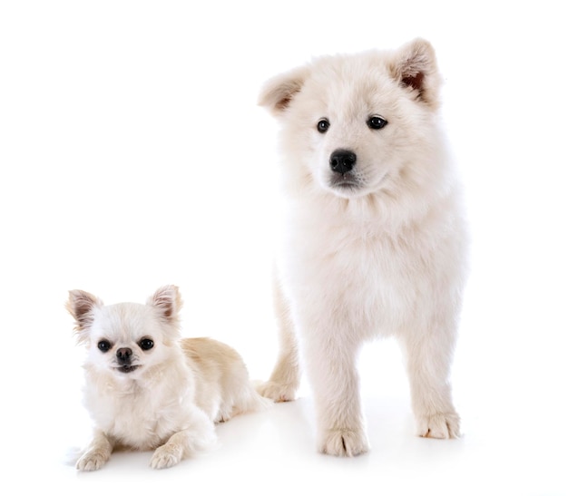 白い犬の肖像画