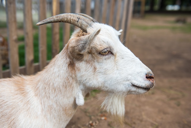 Portrait of a white goat close-up on the farm in the yard.