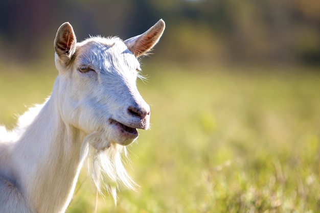 Portrait of white goat. Farming of useful animals concept.