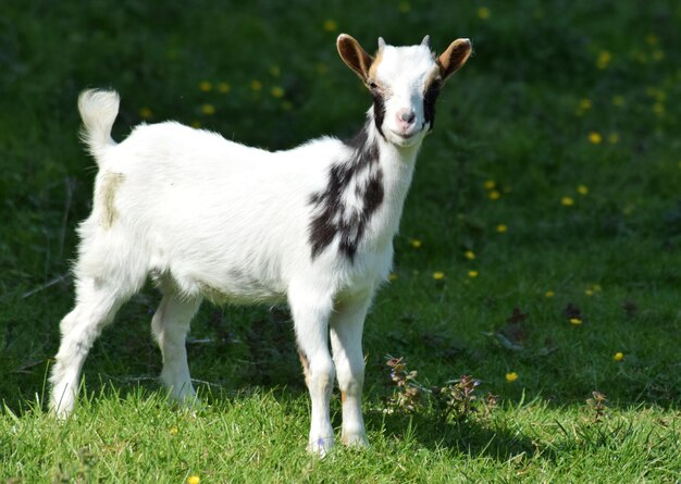 Photo portrait of white goatl standing on field