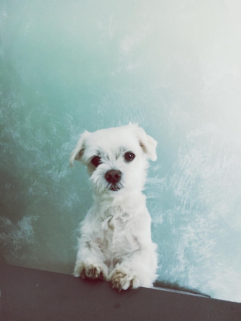 Portrait of white hairy dog sitting at table against wall