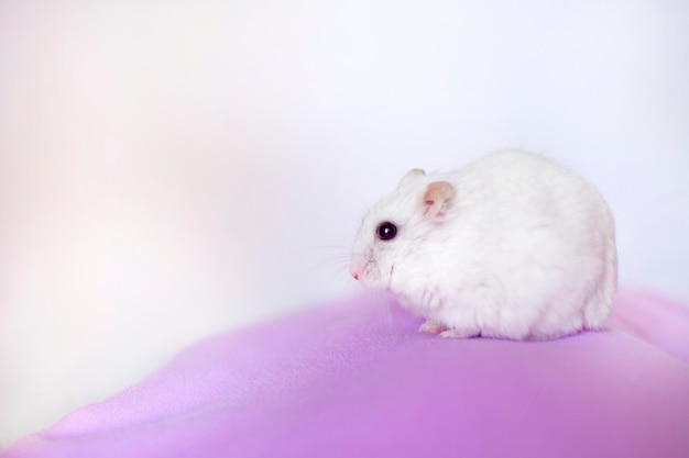 Portrait of a white hamster