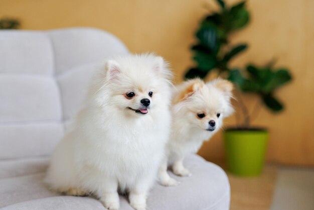 Portrait of white happy smiling dog of the spitz breed Beloved pet in the beautiful home