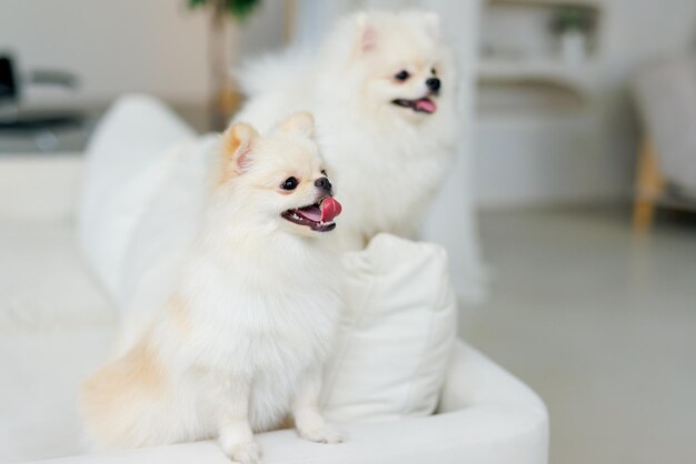 Photo portrait of white happy smiling dogs of the spitz breed