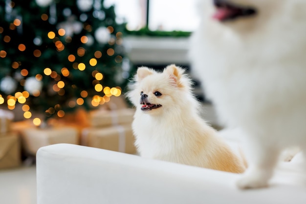 スピッツ品種の白い幸せな笑顔の犬の肖像画