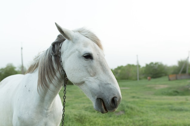 チェーンの首輪を持つ農場の白い馬の肖像画。