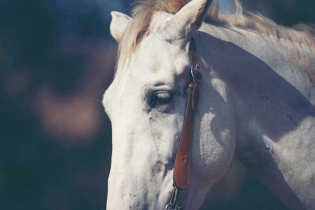 Ritratto di un cavallo bianco in fattoria