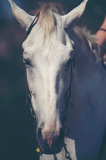 Portrait of a white horse in farm