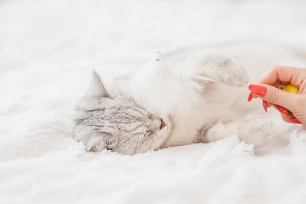 Ritratto di gattino bianco bella figa giocosail gatto sta giocando con un giocattolo