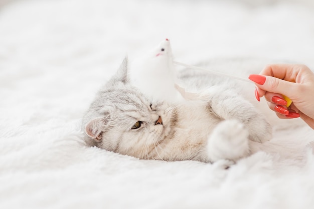 Portrait of White kitten Beautiful playful pussyThe cat is playing with a toy