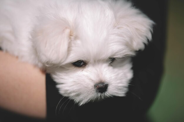 Portrait Of White Maltese Puppy A Puppy Is Playing In The Field