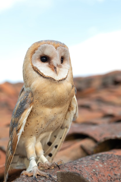 白いフクロウの肖像画