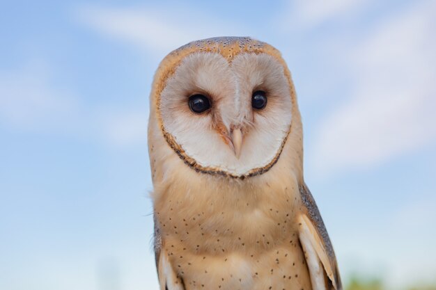 白いフクロウの肖像画