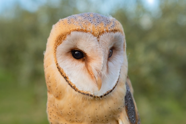 Portrait of white owl 