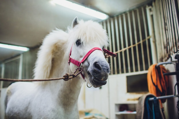 Portrait of white pony with beautiful mane