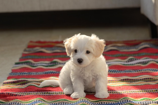 Portrait of white puppy at home