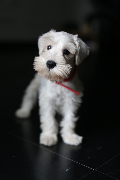 Foto ritratto di un cucciolo bianco