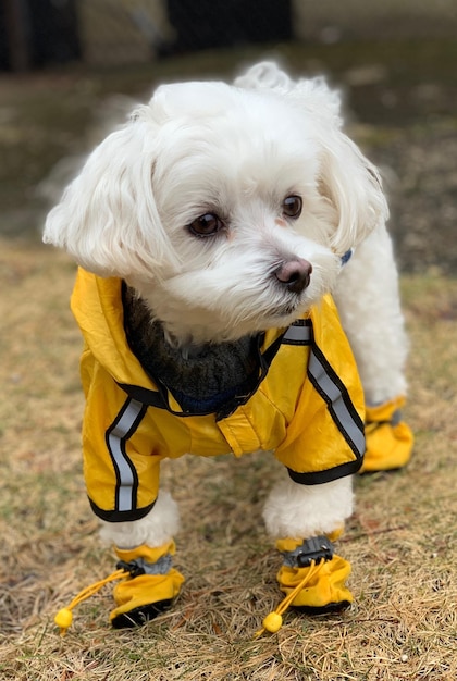 白い子犬の肖像画