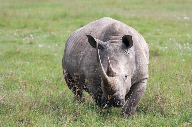 Portrait of white rhino on Nakuru Lake