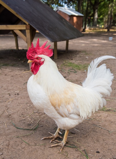 Portrait of white Rooster on the farm