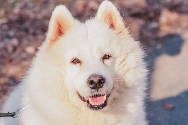 Portrait of a white samoyed husky dog