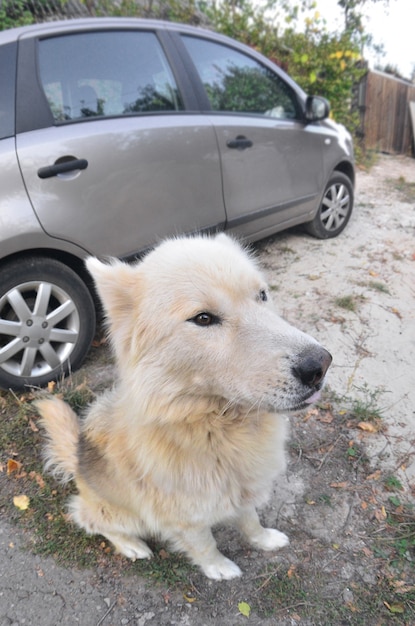 Portrait of the White Siberian Samoyed husky dog with heterochromia