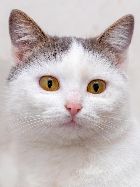 Portrait of a white spotted cat on a light background